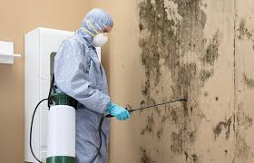 Why You Should Choose Our Mold Remediation Services in Stevenson, WA